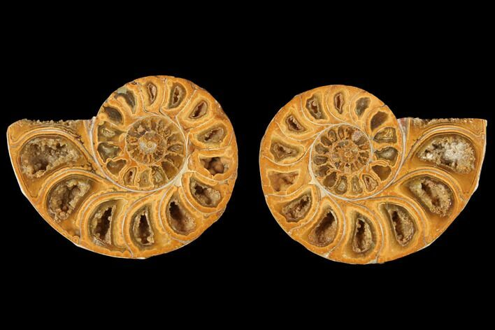 Cut & Polished Agatized Ammonite Fossil- Jurassic #131644